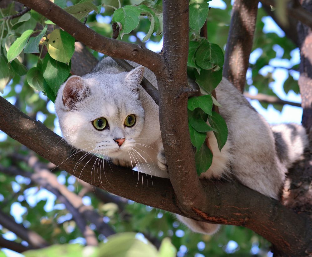 Фотография автора Алла Кожевникова