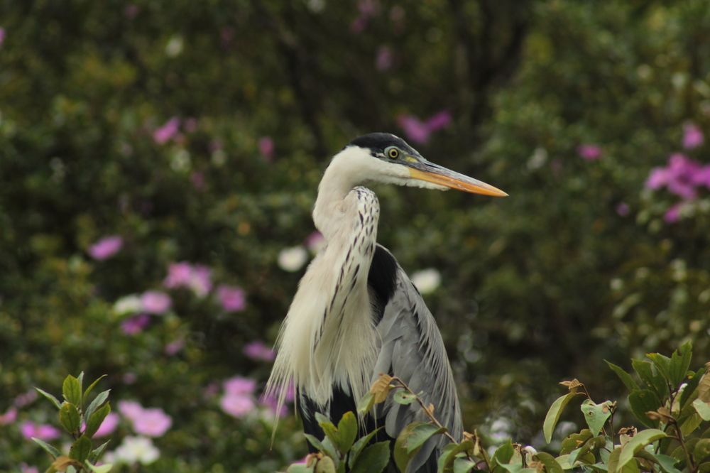 Photograph by Ricardo Venerando