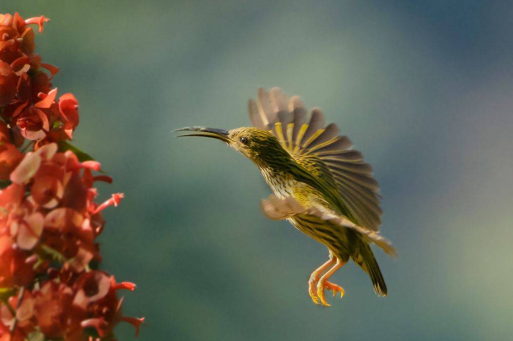Photograph by Dr.Kaustav Bhowmik