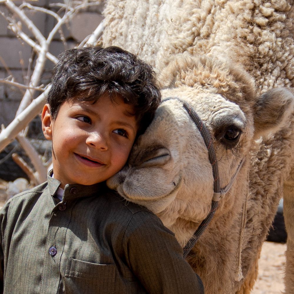 The camel's affection