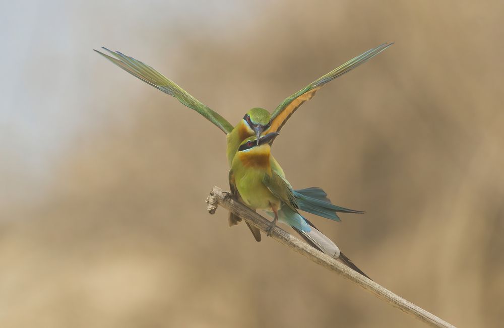 Photograph by Somenath Nandy