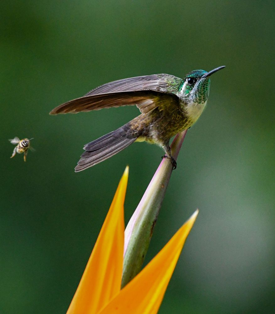 Photograph by Ricardo Ubico