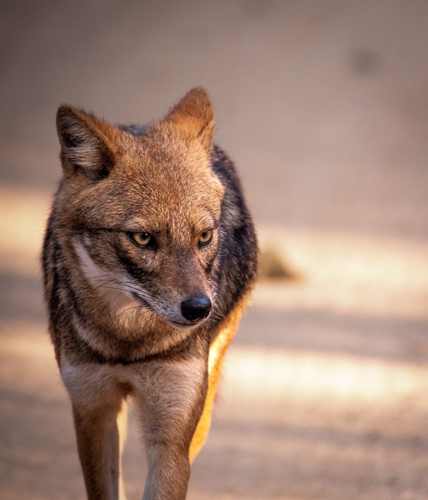 The eyes says it all