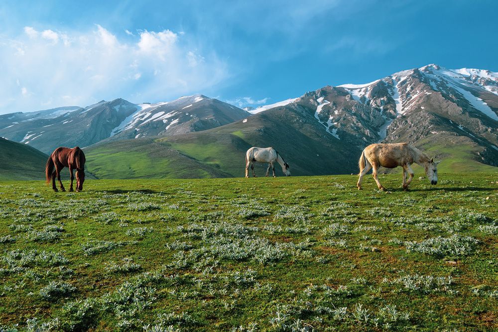 Photograph by Amir Reza Ramezani