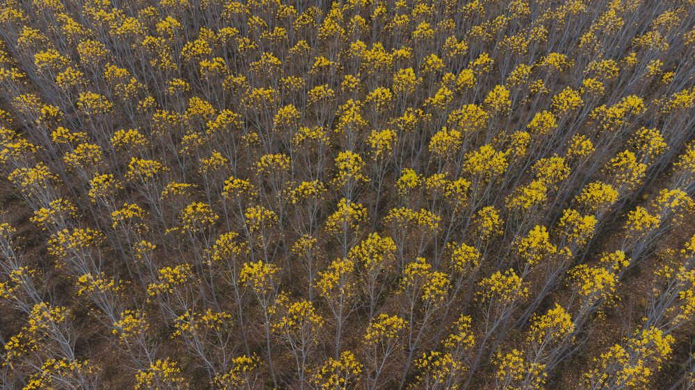 Фотография автора Lyuboslav Bochev