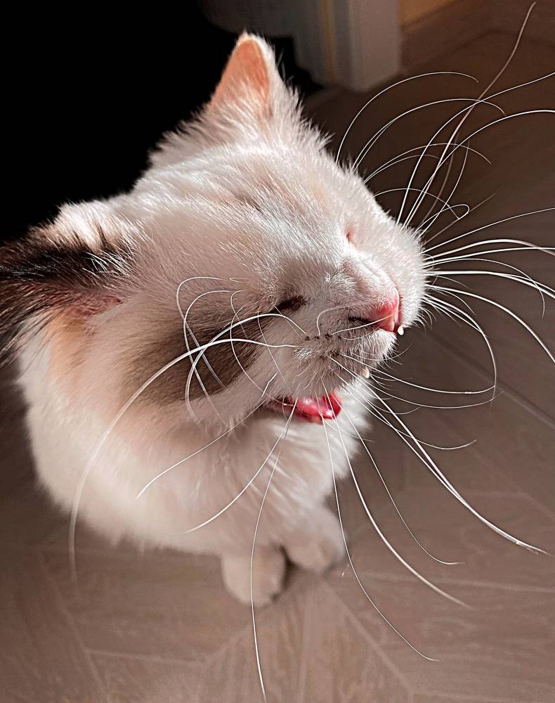 Из жизни одного котенка