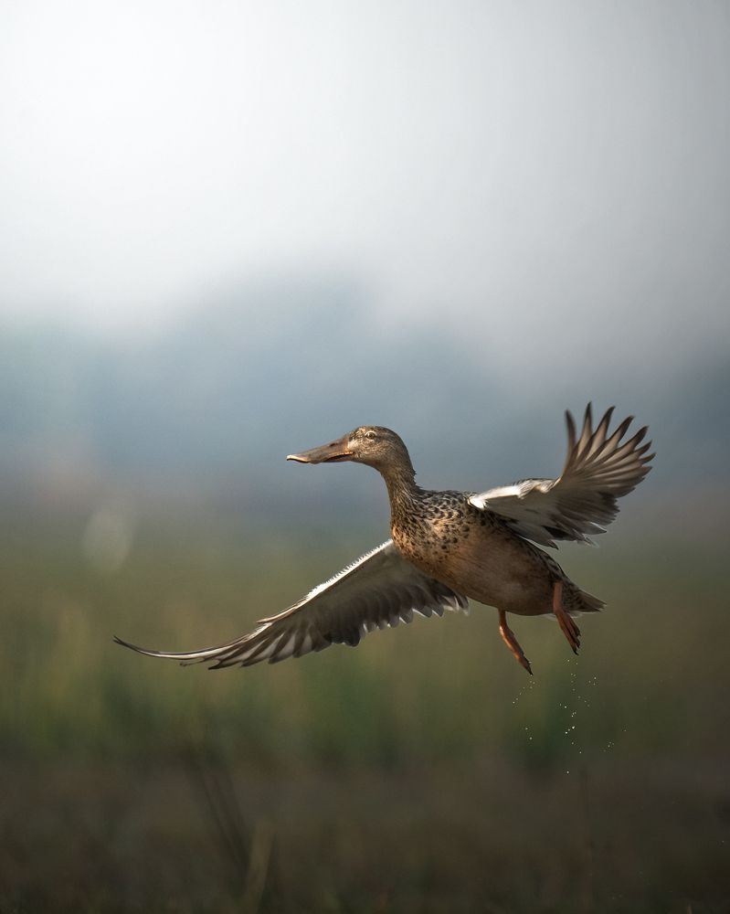 Northern shoveler