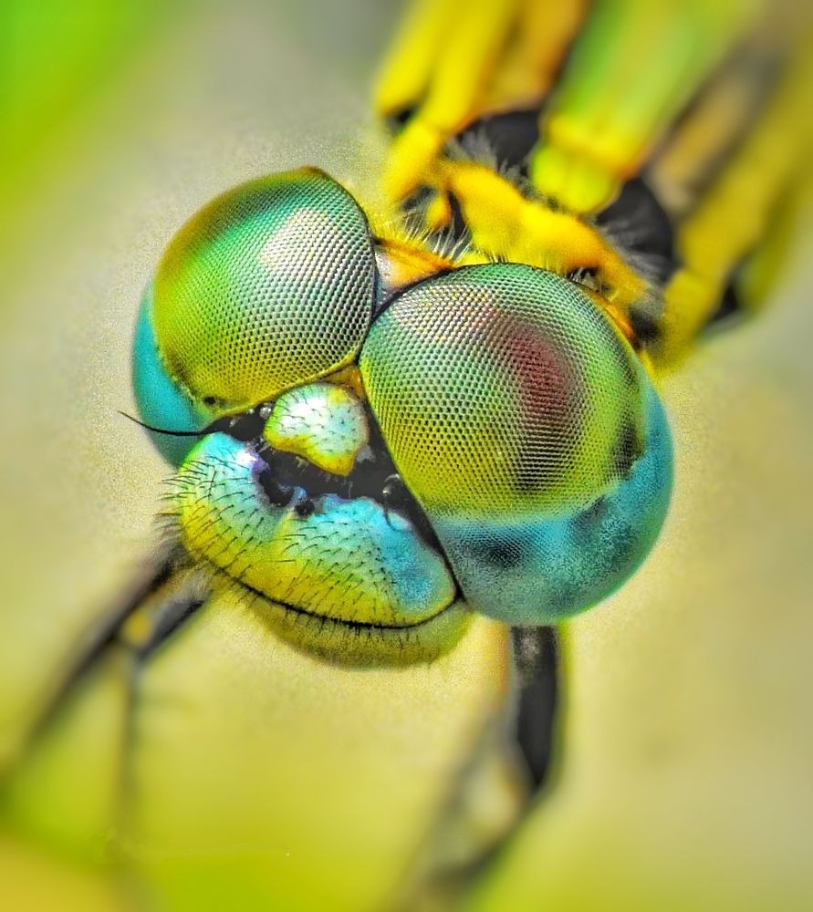 Photograph by Kushal Sharma