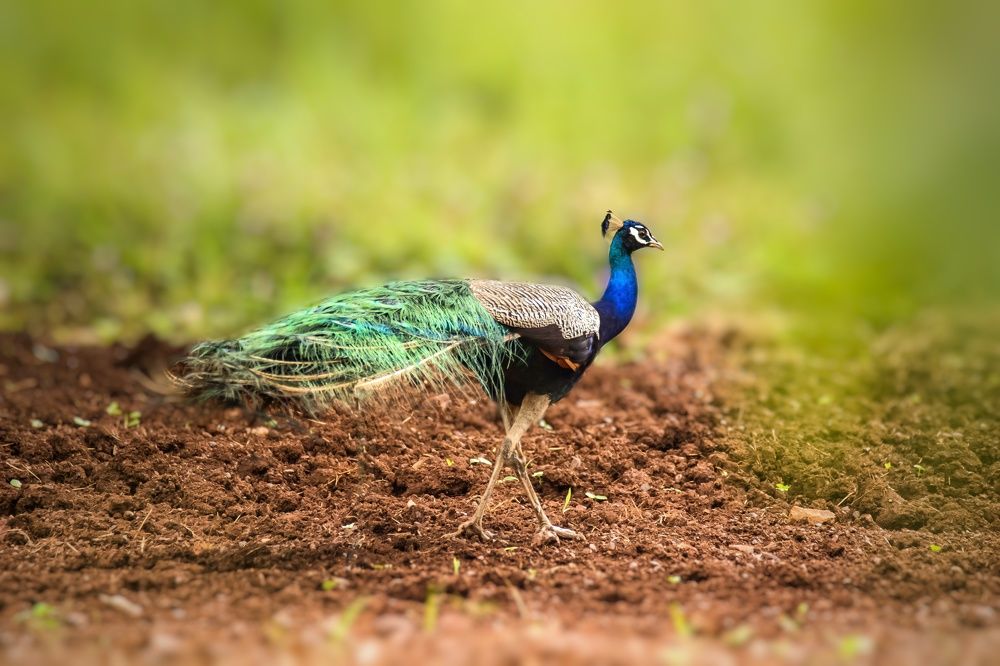 Photograph by sunil agadi