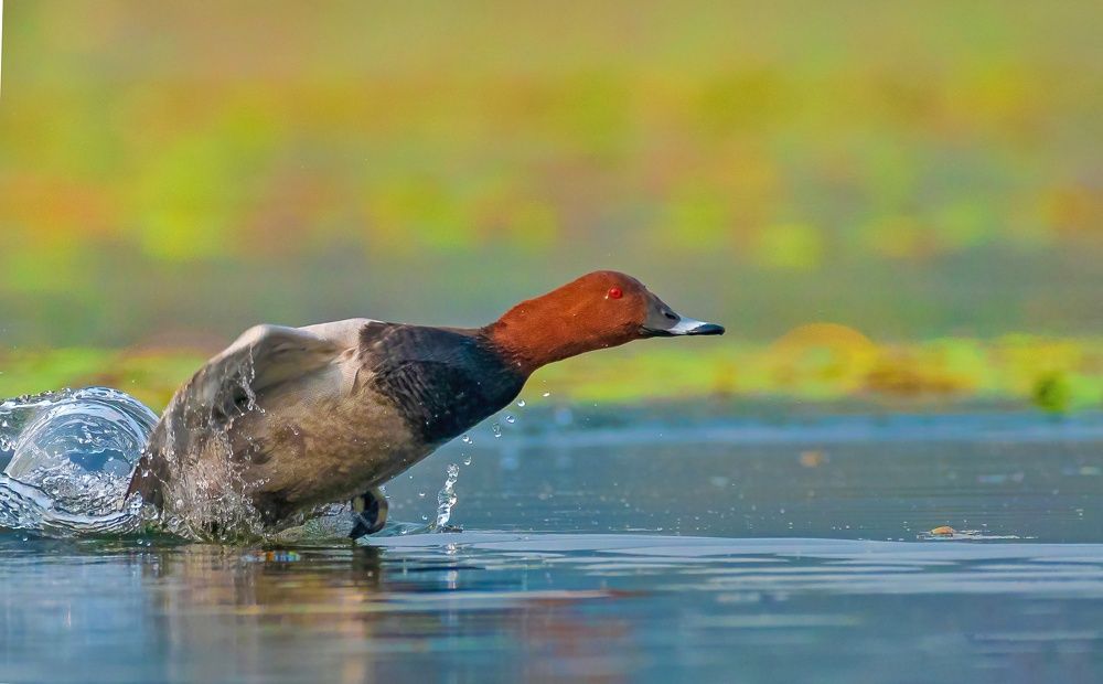 Common Pochard
