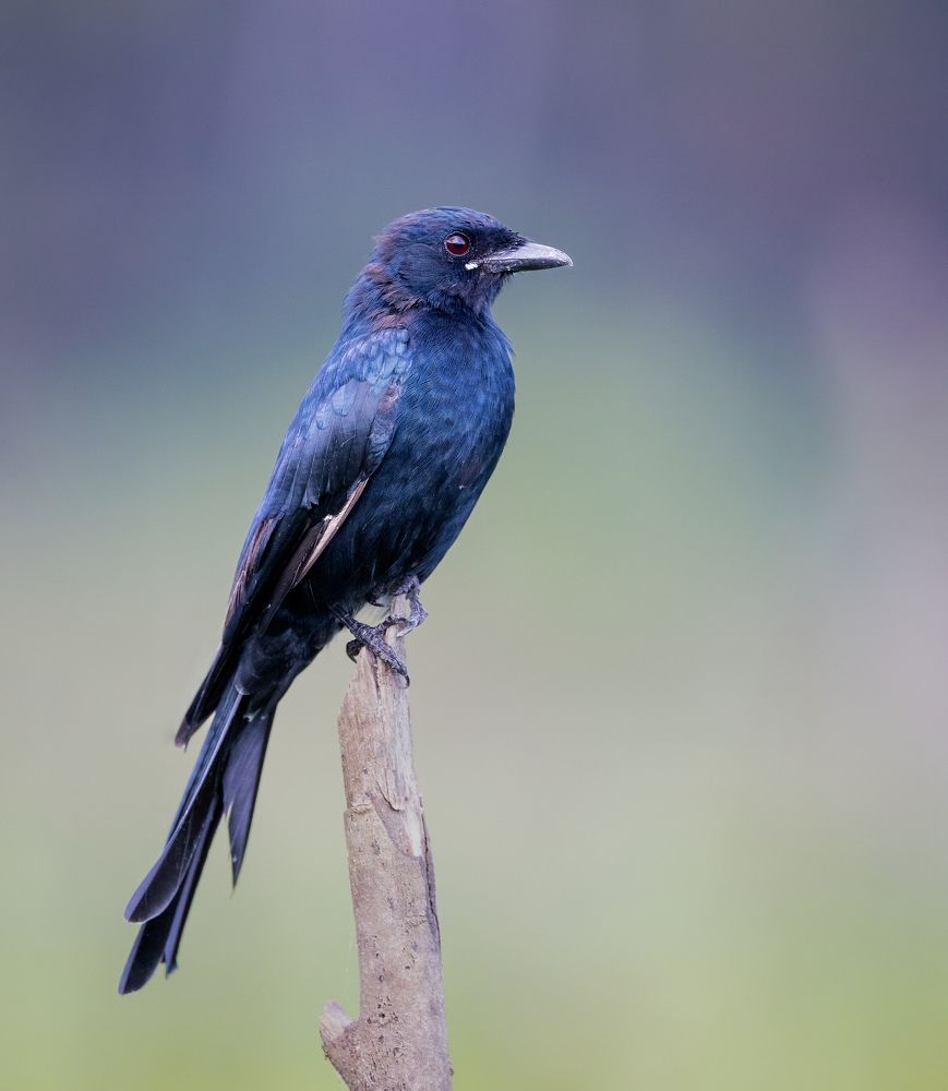 Photograph by Aravind Sanjayan