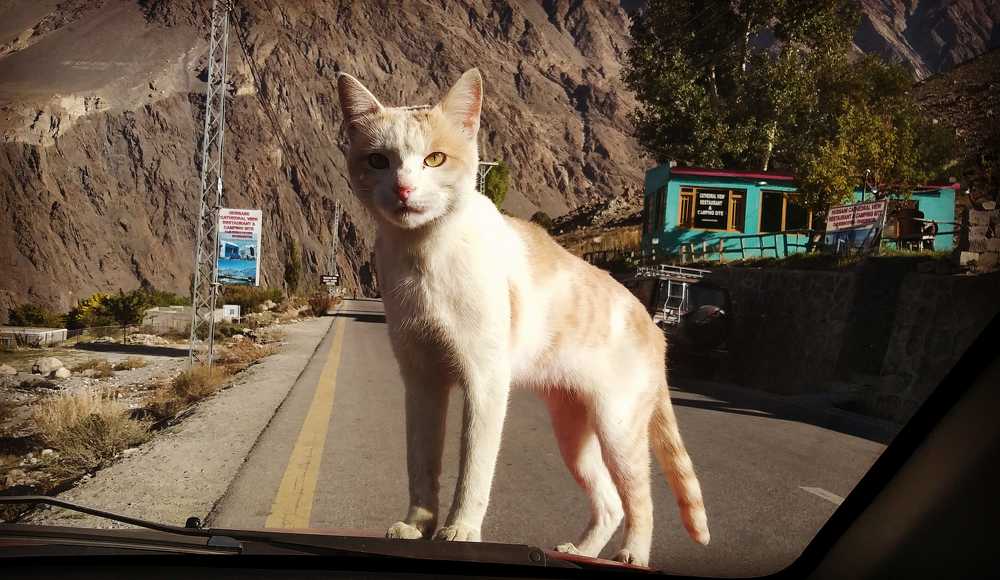 Photograph by Ali Rehmat