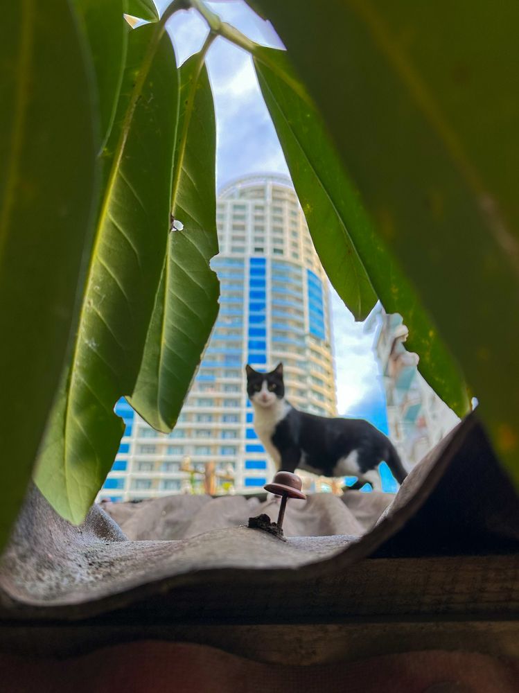 Уличный кот на крыше заброшенного здания \\ Street cat on the roof of an abandoned building