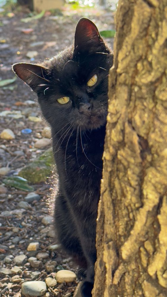 Уличный кот выглядывает из-за дерева \\ A street cat peeks out from behind a tree