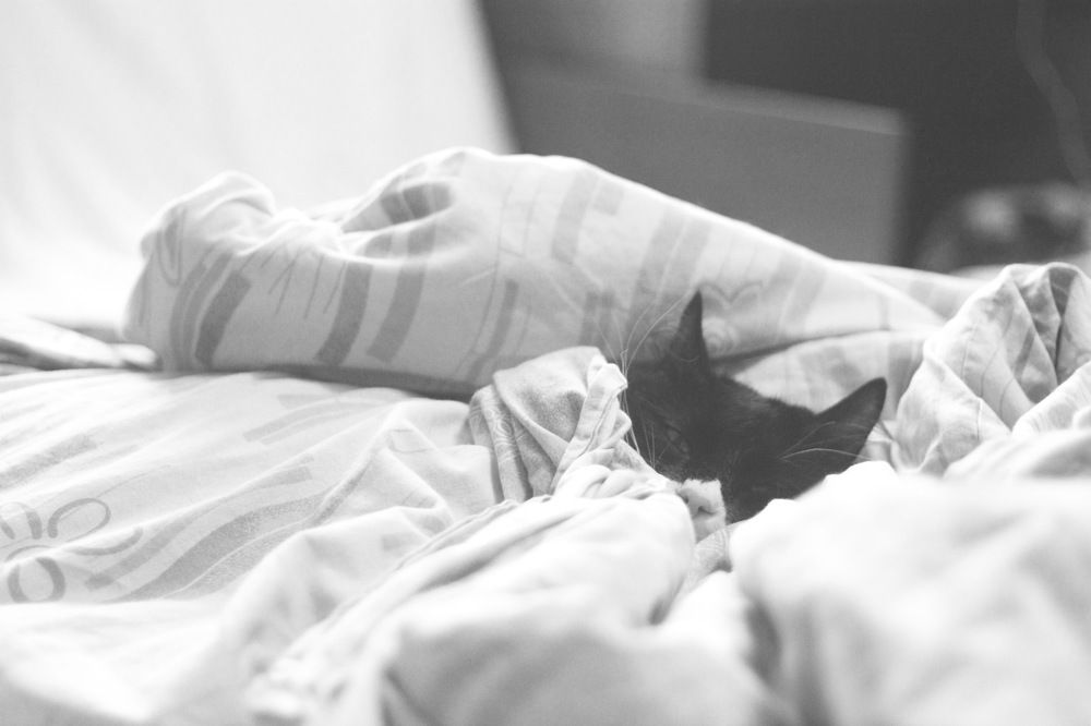 Настоящий сибирский кот \\ Real Siberian cat