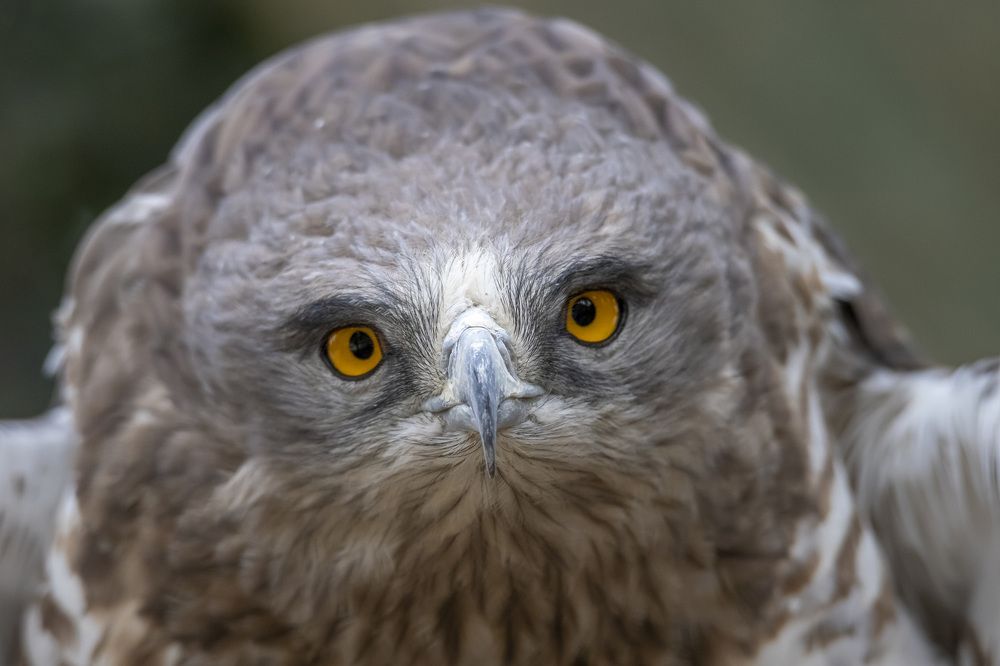 Фотография автора Nikolay Tatarchuk