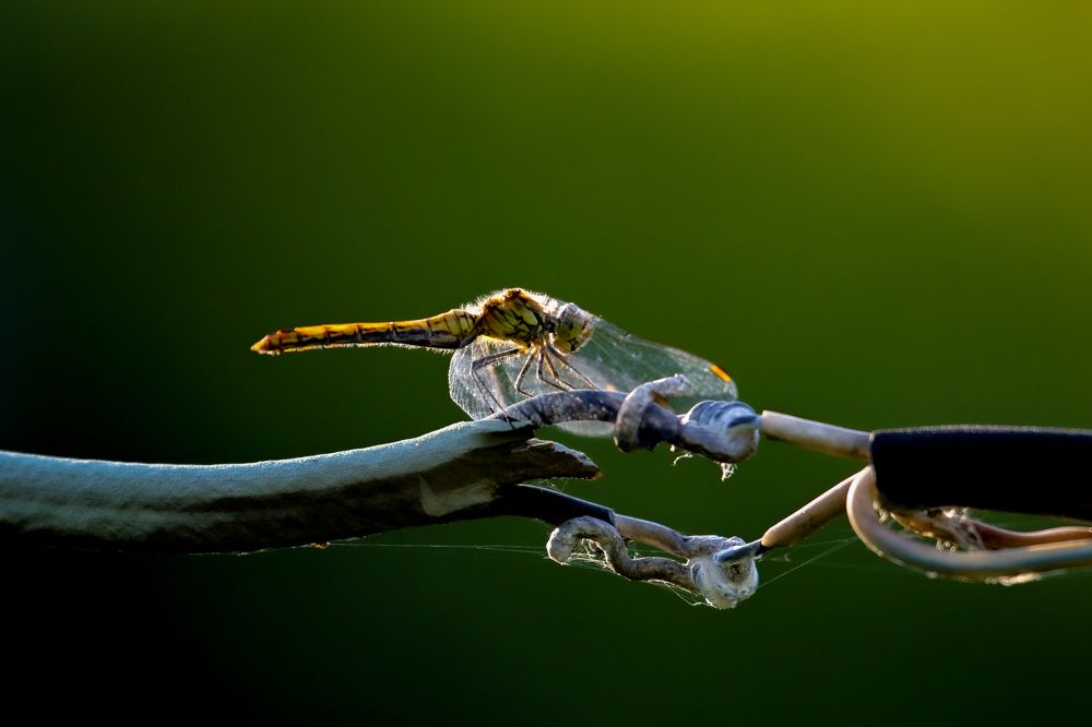 Photograph by Анна Чадова