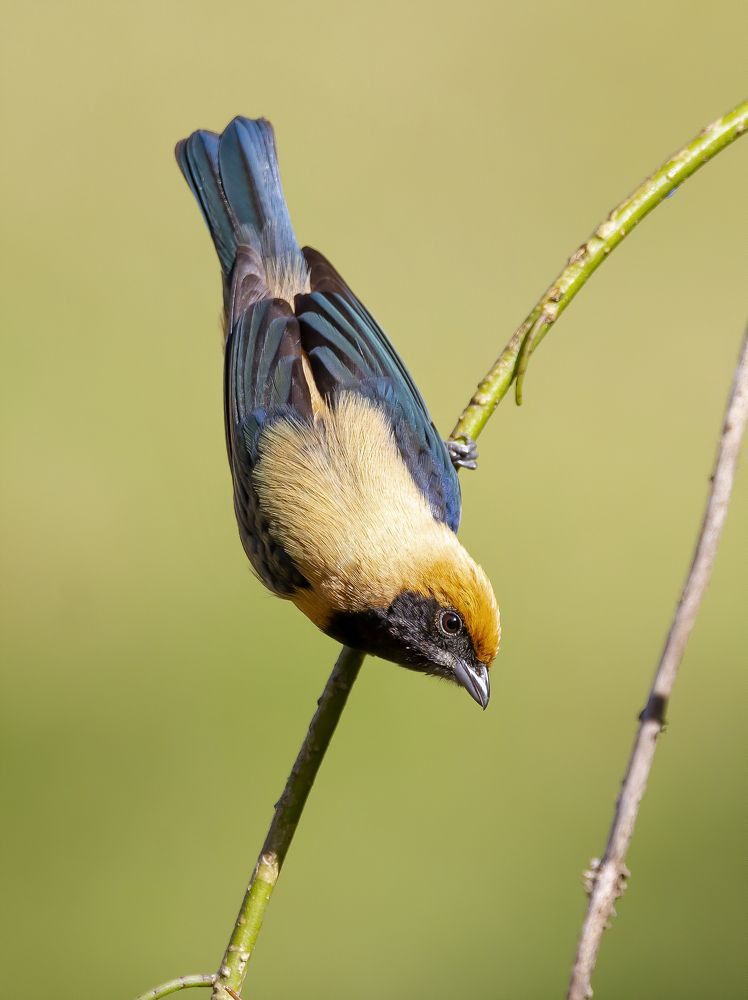 Photograph by Renato Costa Pinto