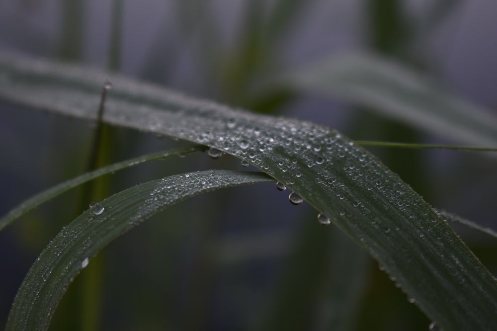 Photograph by Зоя