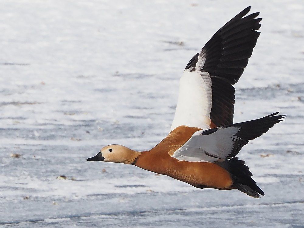 Photograph by Сергей Духанин