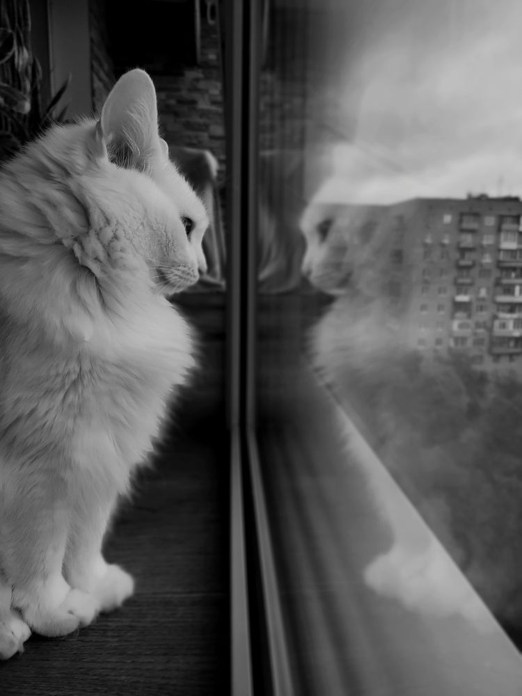 4 кг пушистой власти