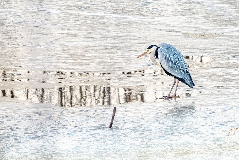 Photograph by Алла Толстая