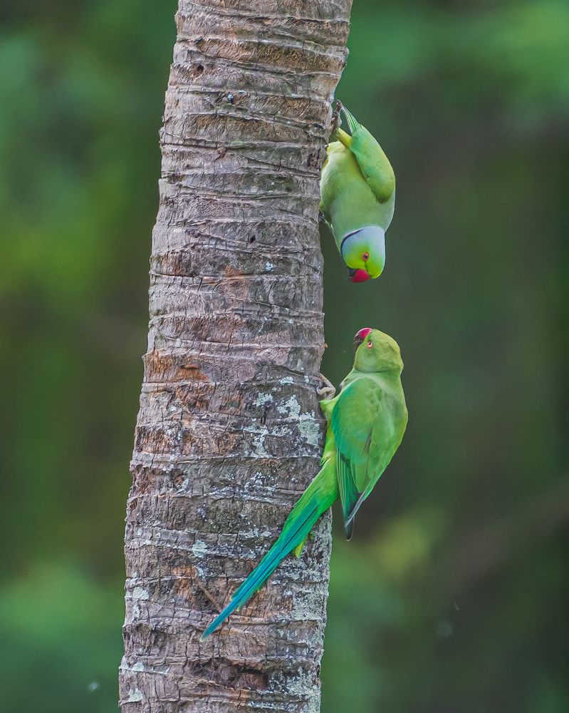 Photograph by Prem Madhavan
