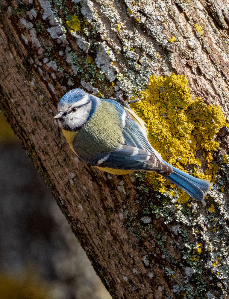 Photograph by Алла Толстая