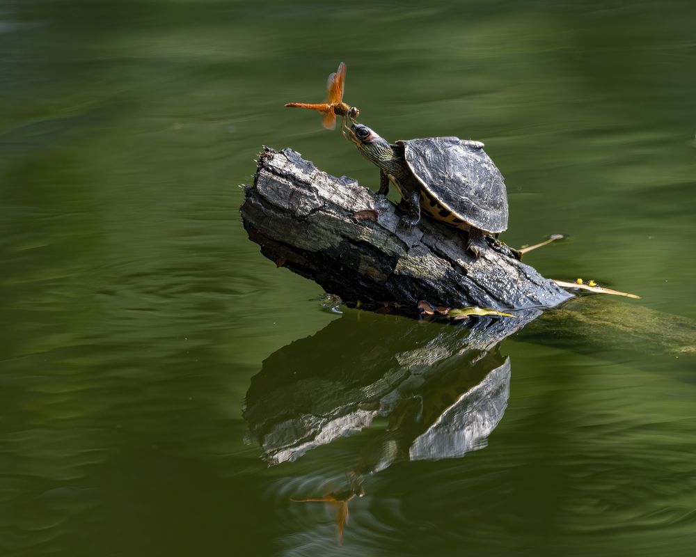 Photograph by Protap Shekhor Mohanto