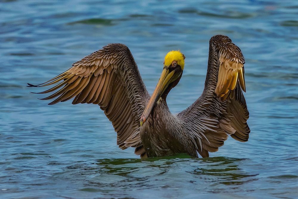 Brown pelican