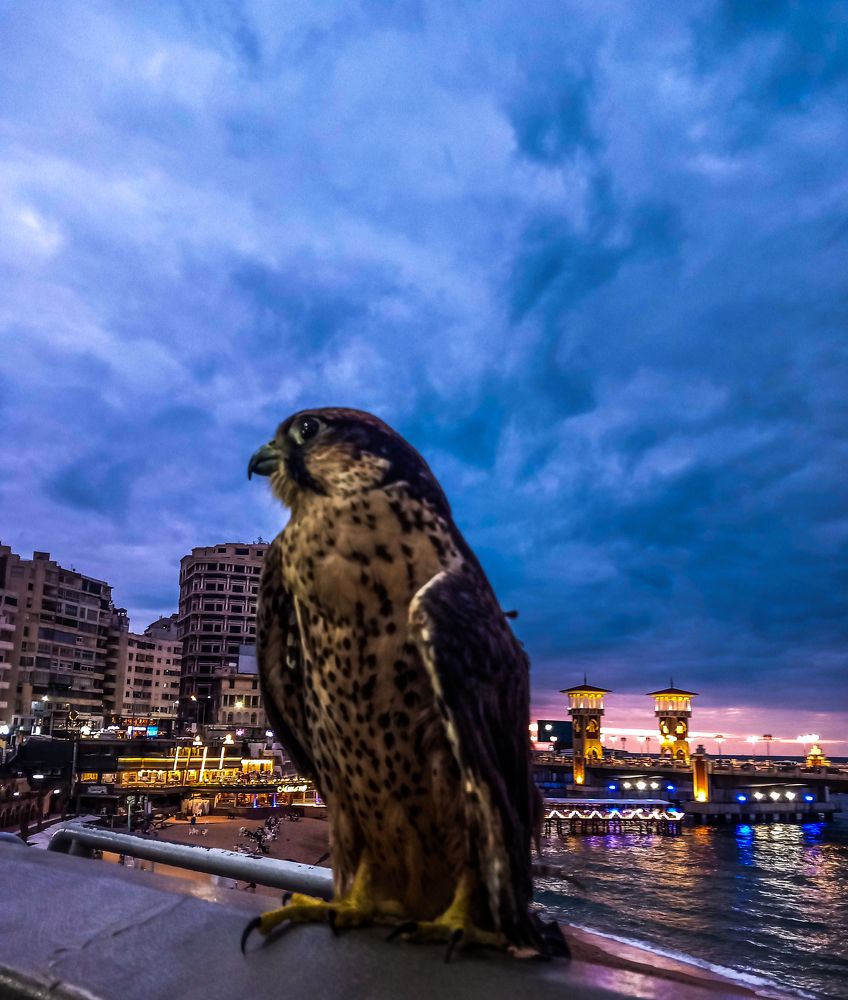 Photograph by Eslam ElsayedEldaramlly