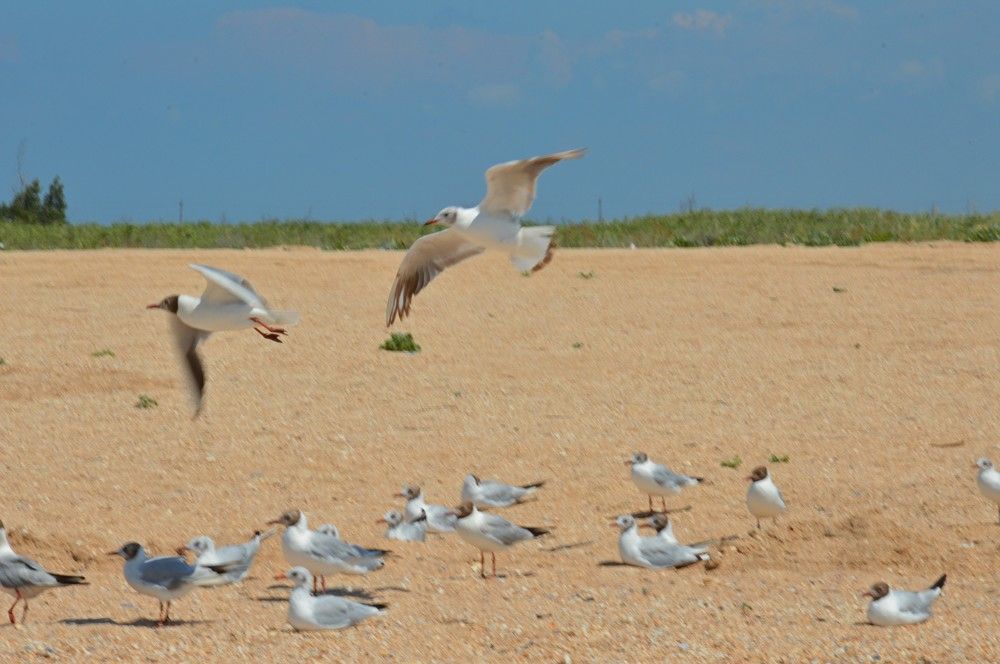 Photograph by Ольга Шевцова