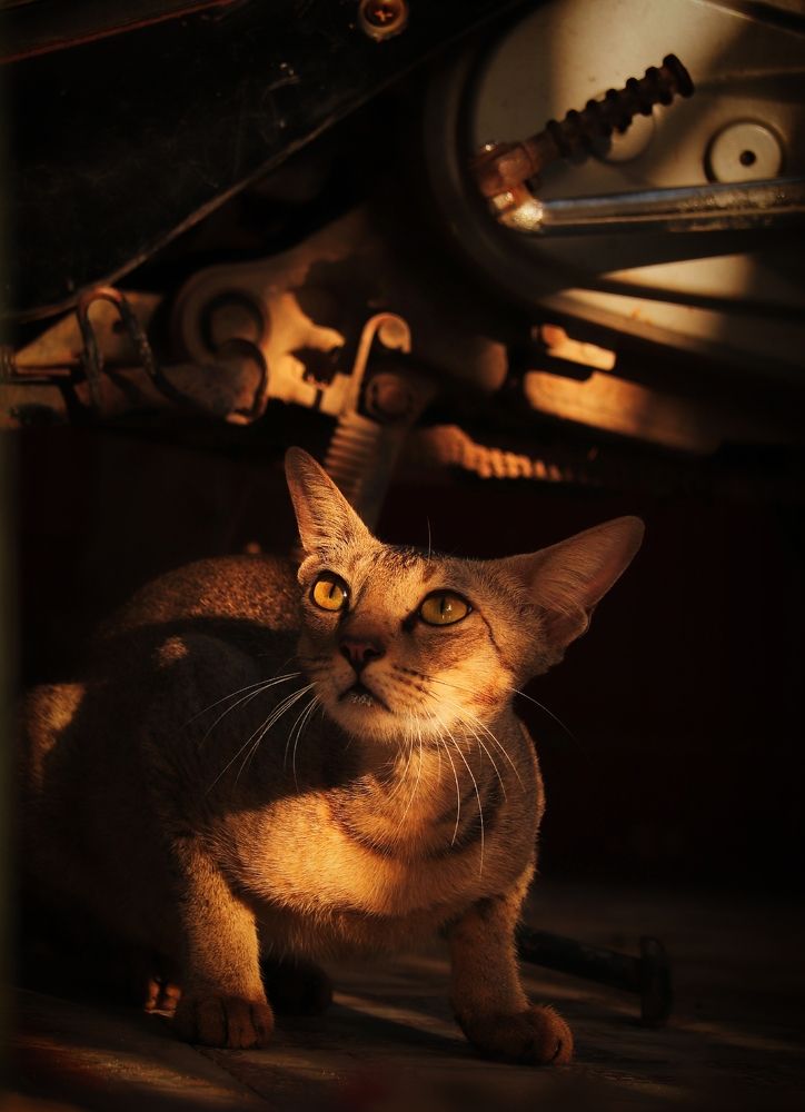 The shades of lights