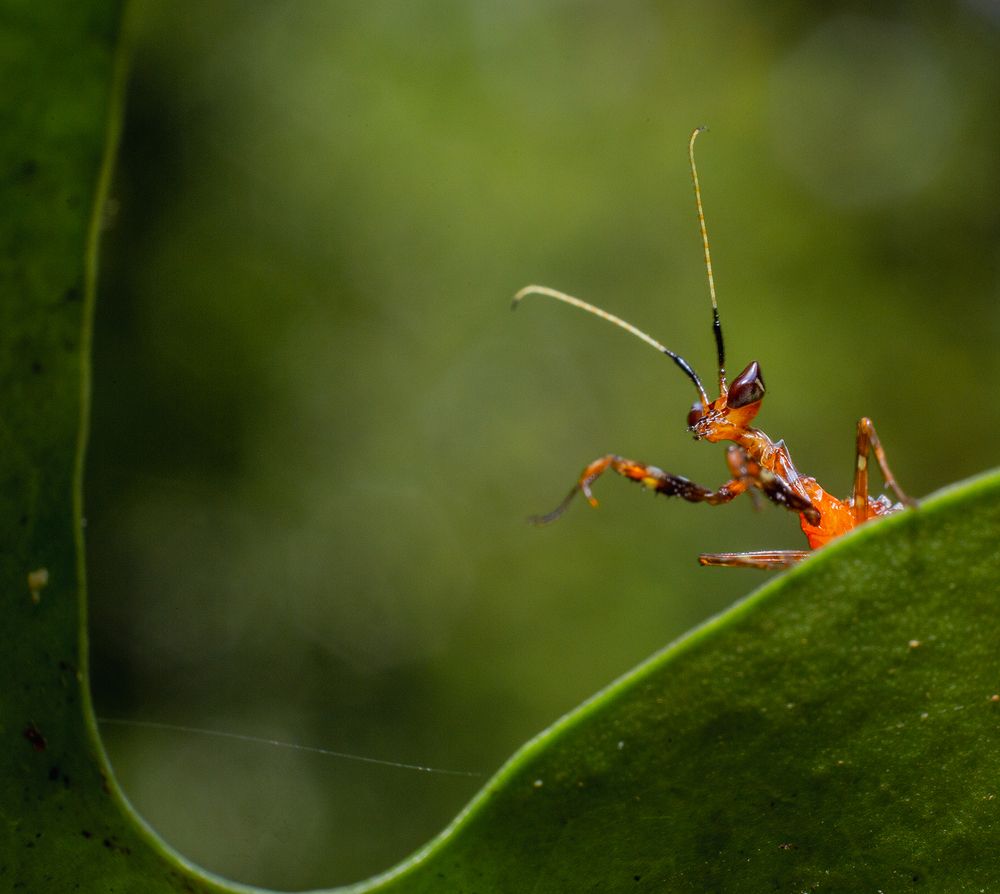 Фотография автора Laddu Sasindu Pramuditha De Silva