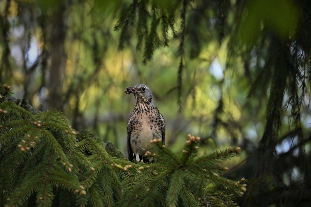 Фотография автора IRINA FILIPPOVA