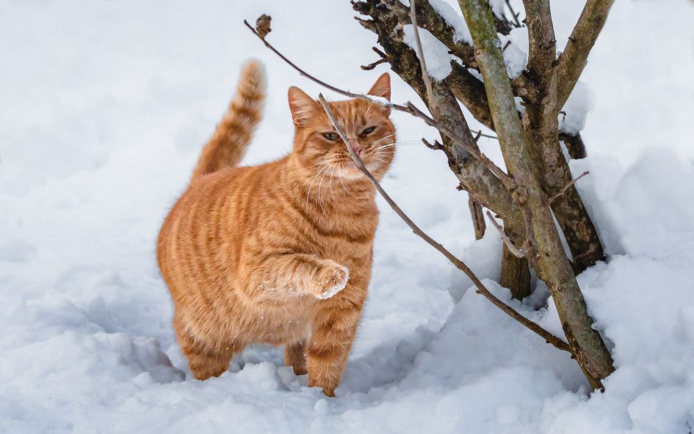 Хорррошая веточка