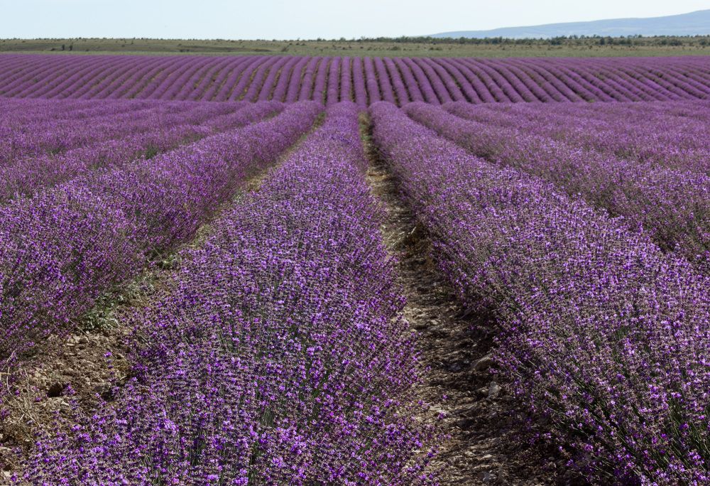 Воспоминания о лете.