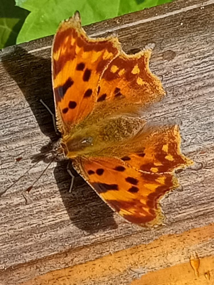 Photograph by Жанна Харкевич