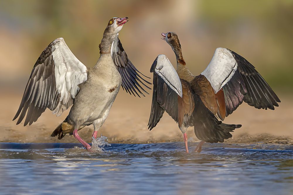 Egyptian goose fight.