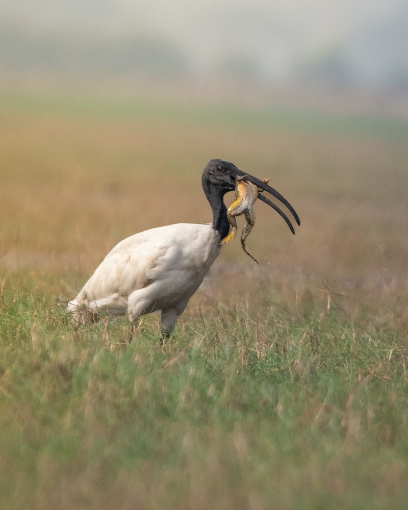 Photograph by Deepak Kathait