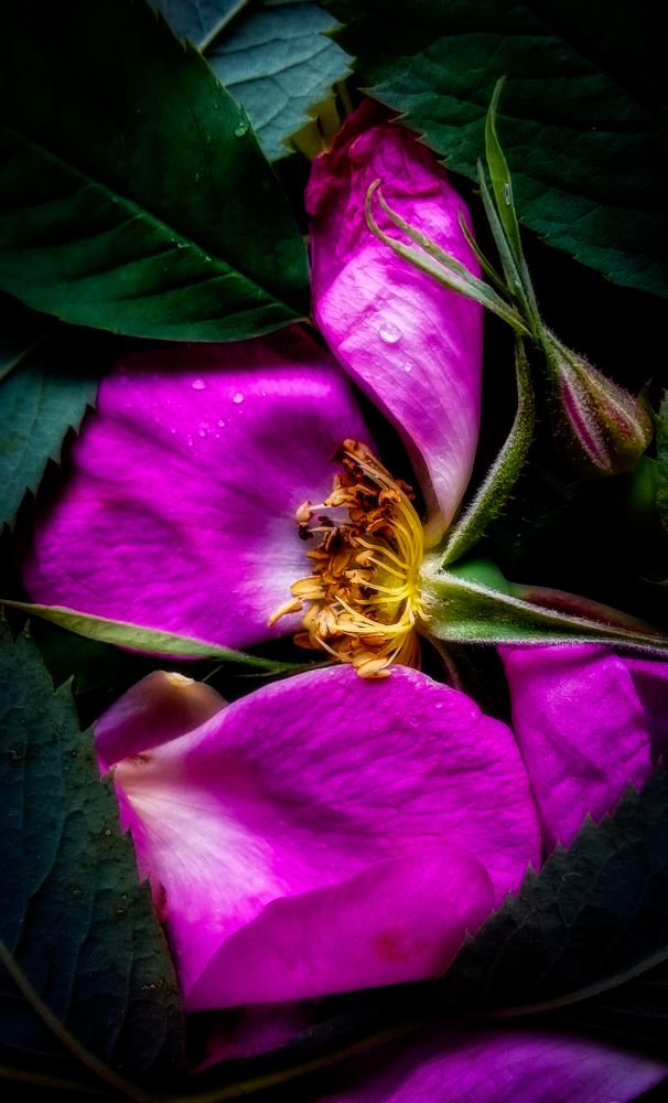 Photograph by Светлана Перминова