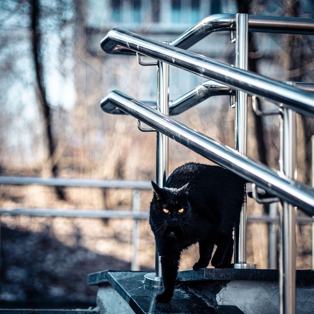 Гроза мышей