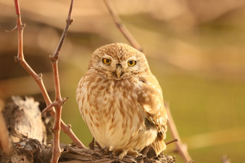 Photograph by Maher Shakarna