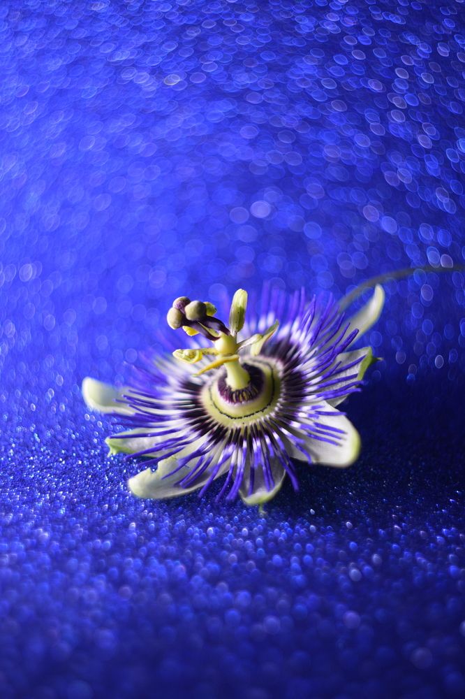 Photograph by Елена Княжева