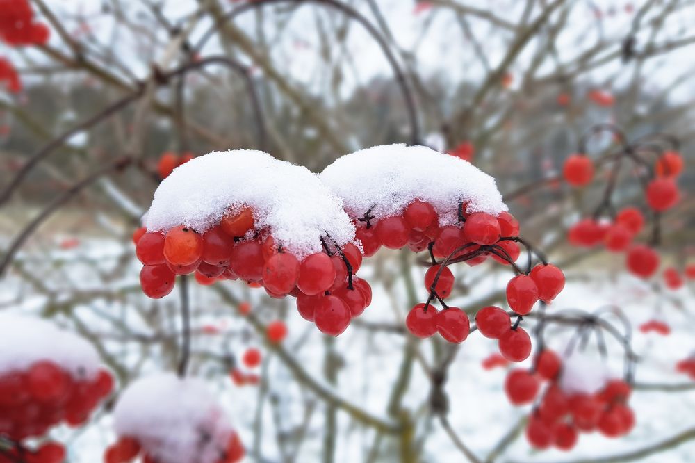Photograph by Василий Раковец