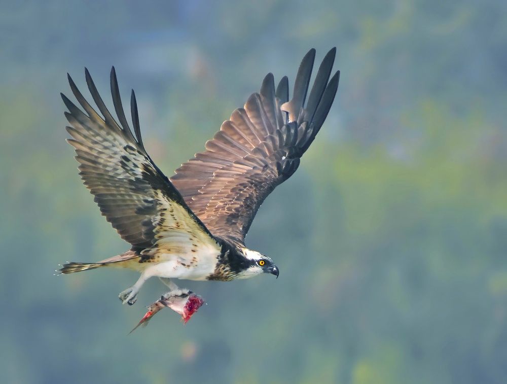 Photograph by Sourin Kastha