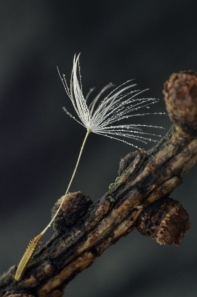 Photograph by Елена Княжева