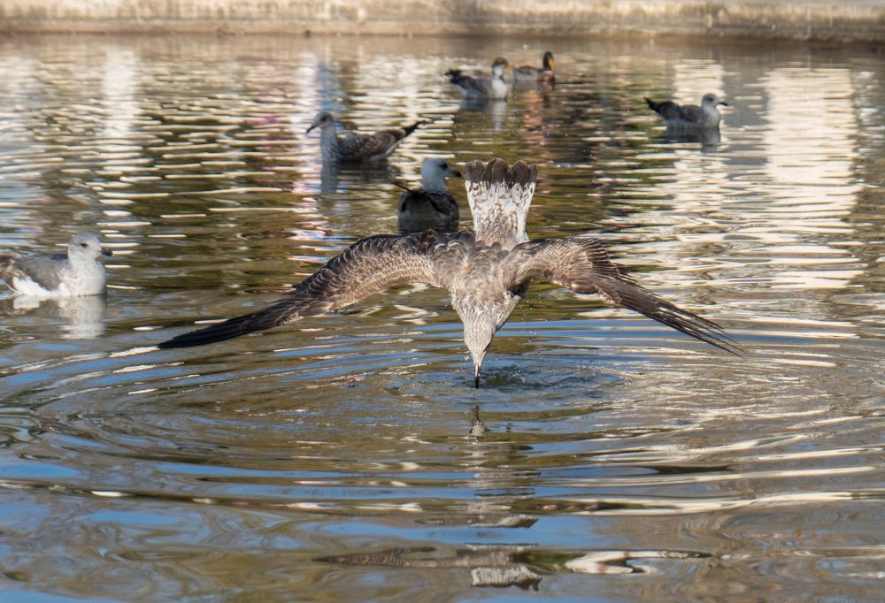 Seagull diving