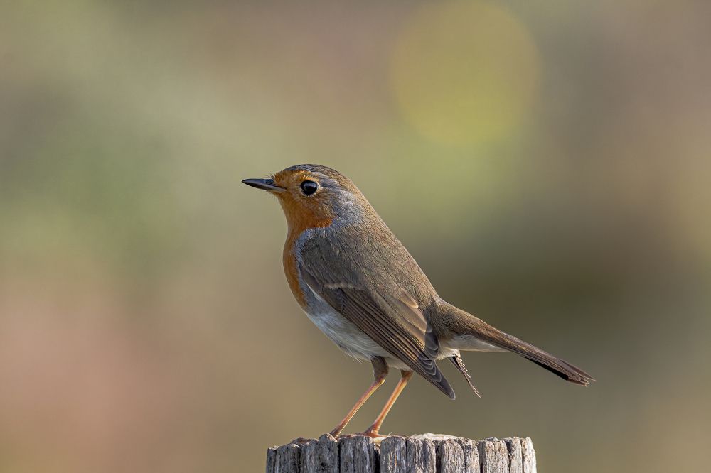 Photograph by JOSE ROS