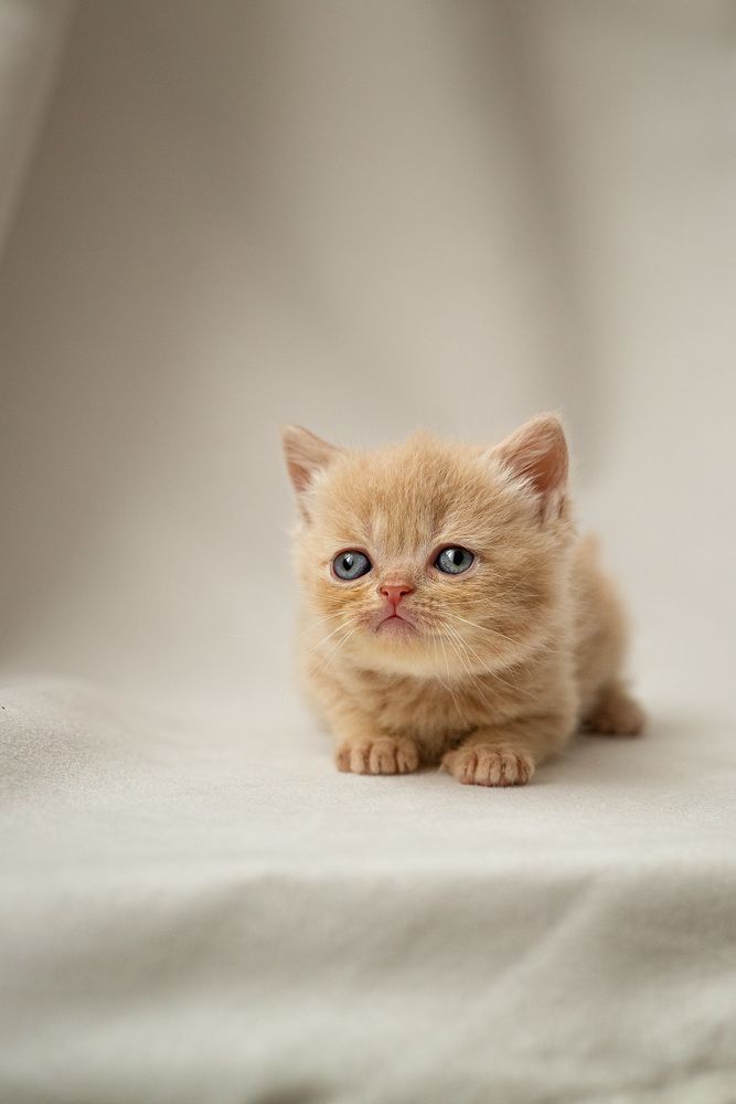 Фотография автора Юлия Дарьина